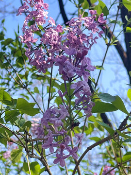 丁香花