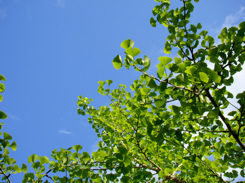 春天银杏树绿色的枝叶