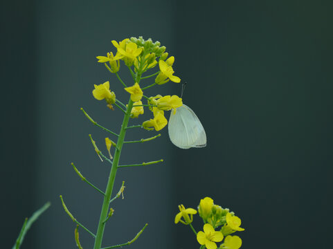 油菜花