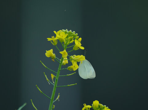 油菜花