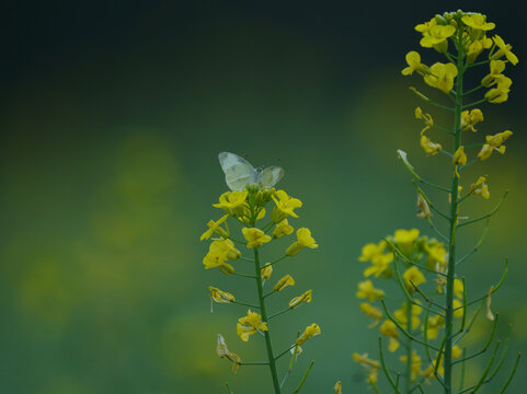 油菜花