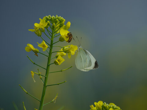 油菜花蝴蝶