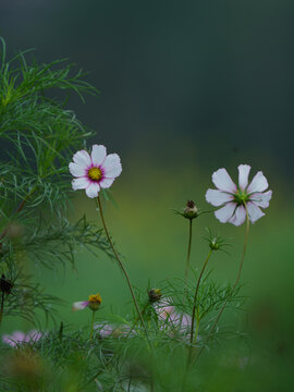 格桑花风光