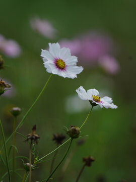 格桑花