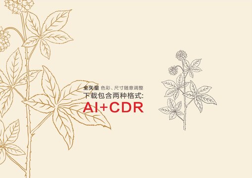 刺五加