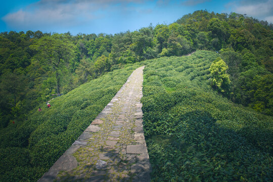 杭州狮峰山茶园