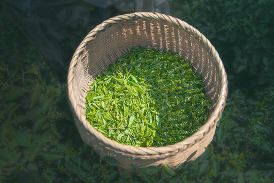 龙井村茶篓茶芽