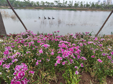 花海野花