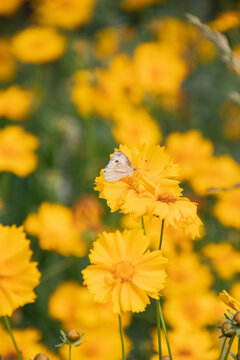 黄色花朵上的蝴蝶特写镜头