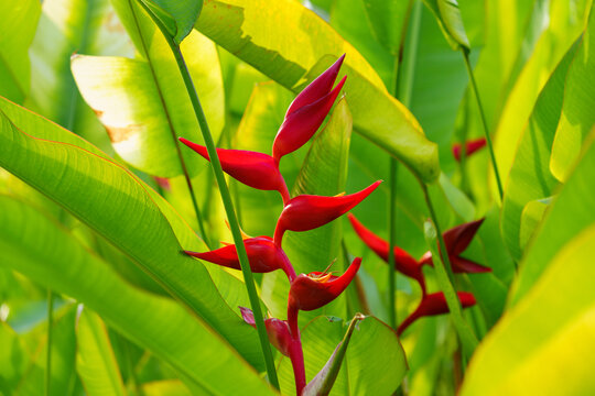 红色开花植物蝎尾蕉