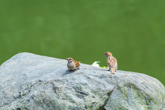 栖息在水域旁岩石上的麻雀