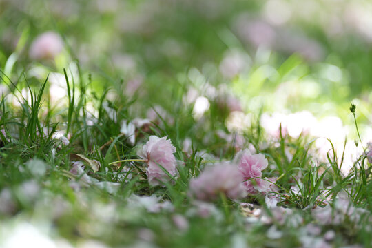 樱花落花