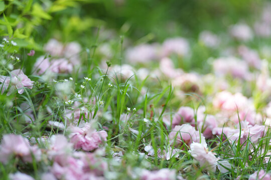 落花樱花