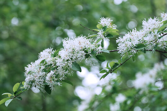 流苏花