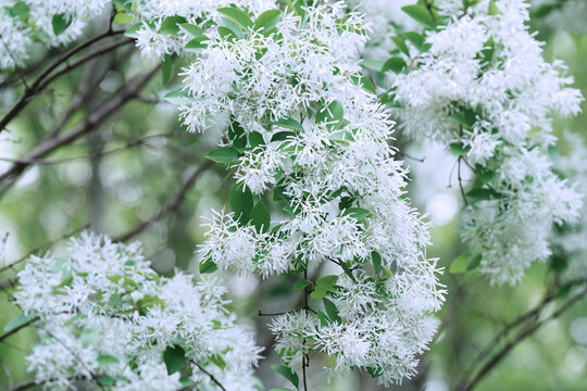 流苏花