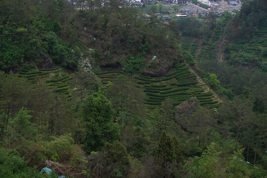 武夷茶老樅正巖環境茶山高清