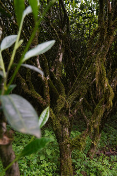 武夷茶老枞正岩环境茶山高清