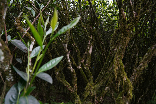 武夷茶老樅正巖環境茶山高清