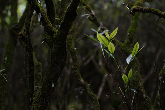 武夷茶老樅正巖環境茶山高清