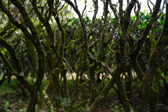 武夷茶老樅正巖環境茶山高清