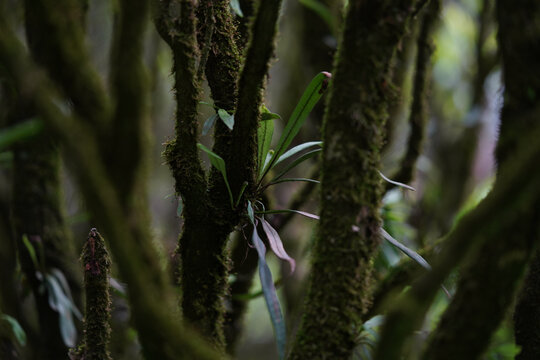 武夷茶老枞正岩环境茶山高清