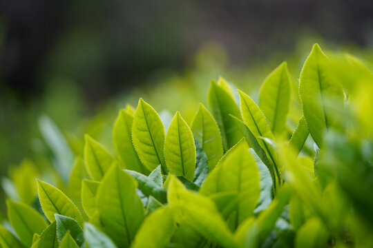 武夷巖工夫茶正巖環境高清原