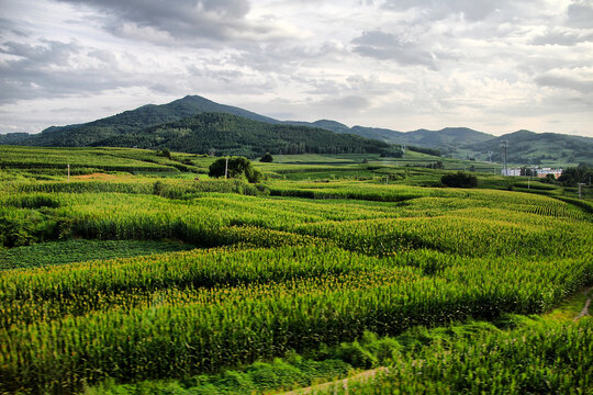 东北田野黑土地