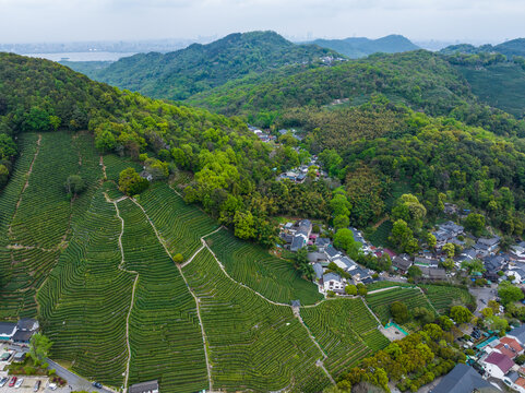 杭州龙井茶园