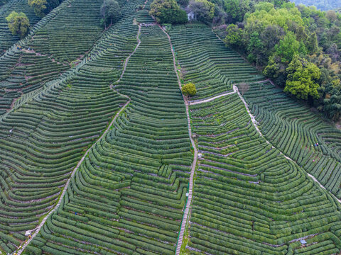 杭州龙井茶园