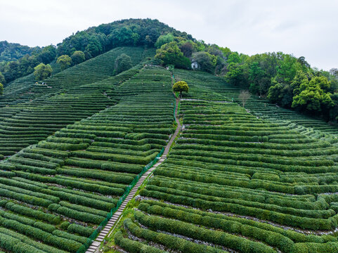 杭州龙井茶园