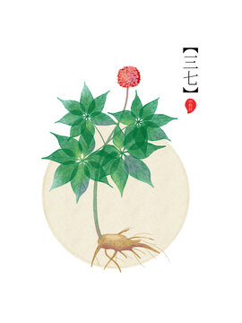 藥材三七手繪植物