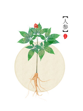 藥材人參手繪植物