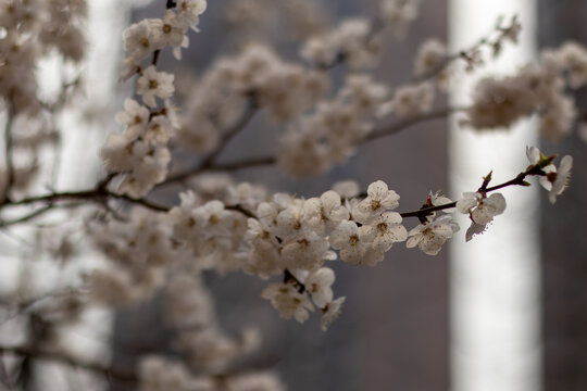 杏花春天花卉自然风光微距摄影