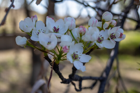 梨花春天花卉自然风光微距摄影