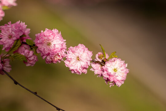 榆叶梅春天花卉自然风光微距摄影