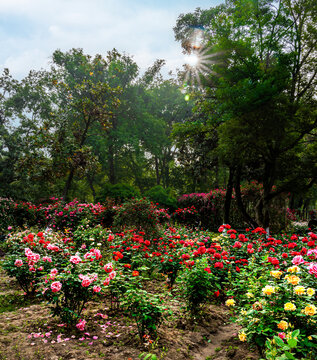 武汉解放公园月季园