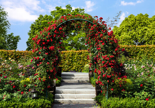 武汉金银湖公园的月季花拱门