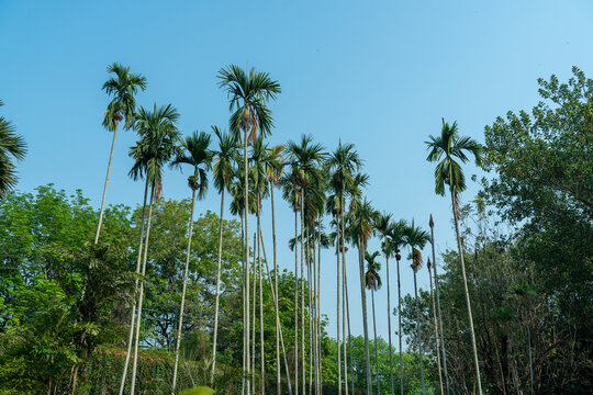 棕榈树在晴空下的低角度视图