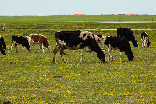 春季草原牛群野花牧场