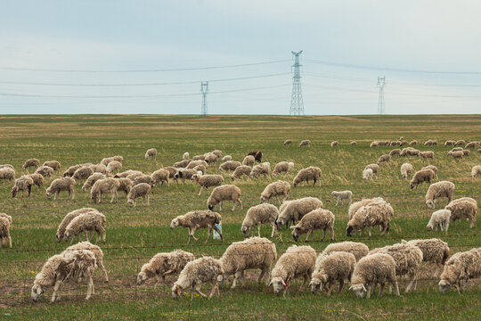 春天草原牧场羊群吃草