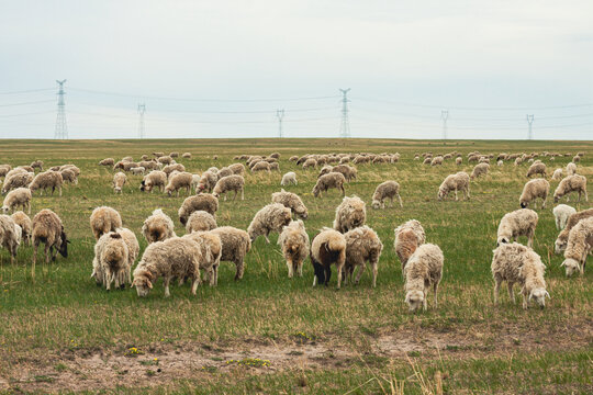 春天草原羊群吃草