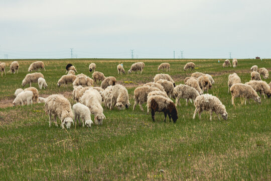 草原春季羊群吃草