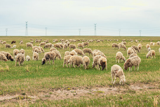 春季草原牧场羊群