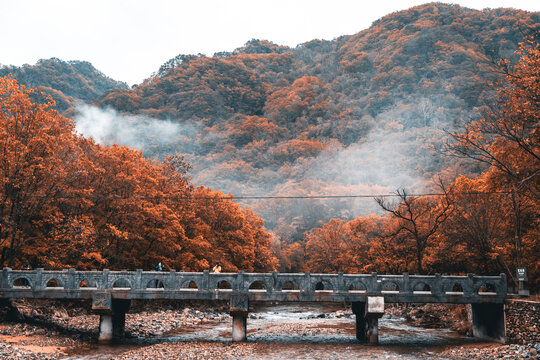 本溪秋色枫叶枫树红叶林