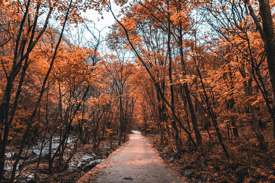 本溪秋色楓葉楓樹紅葉林
