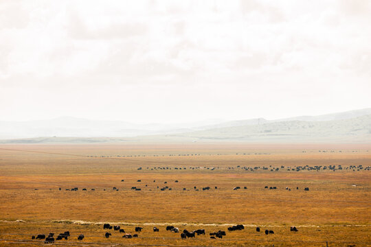 高原草原牦牛放牧畜牧