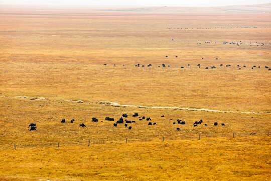 高原草原牦牛放牧畜牧