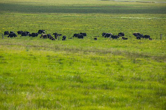 高原草原牦牛放牧畜