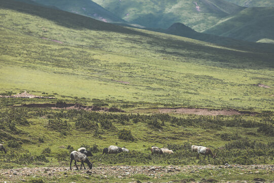 草原戈壁放牧羊人畜牧业羊群