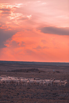 戈壁放牧羊人畜牧业羊群